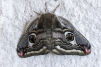 pikkuriikinkukkokehrääjä naaras