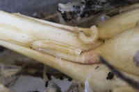 Sipulikärpäsen toukkia