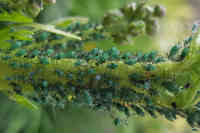 Delphiniobium junackianum kirvoja ukonhatun varressa