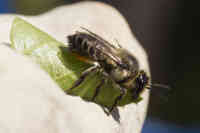 Laukkuverhoilija­mehiläinen
