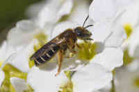 Punajalkavako- mehiläinen