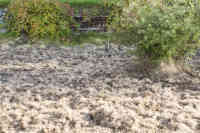 Tarhaturilaan toukkien aiheutama tuho nurmikossa