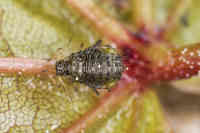 Periphyllus testudinaceus vaahteran lehdessä