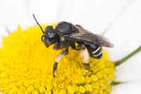 Valkosäärialpi- mehiläinen