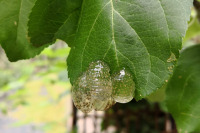 Vesiperhosen munia omenapuun lehdellä